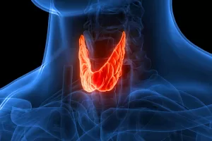 Read more about the article Thyroid Hormones