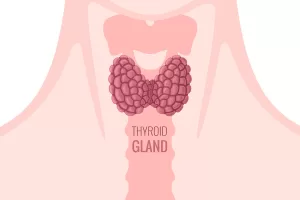 Read more about the article Thyroid Function and Issues