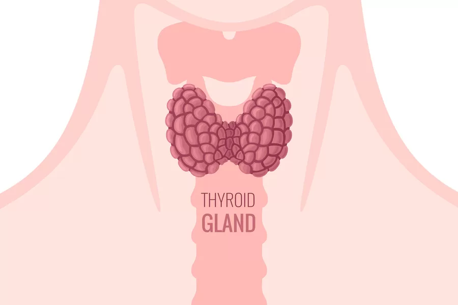 You are currently viewing Thyroid Function and Issues